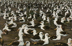 Sea Birds nesting on South Pacific, Guano Isle Postcard