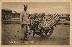 Wheeling Live Pigs to Market Shanghai, China Postcard Postcard