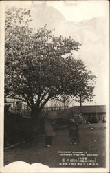 The Cherry Blossoms at Gozensaka Fukuyama, Japan Postcard Postcard