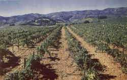 California Vineyard Postcard