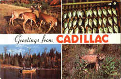 Greetings From Cadillac Michigan Postcard Postcard