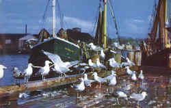 Feast Of The Gulls Postcard