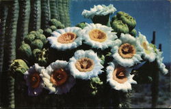 Saguaro Cactus Flowers Postcard