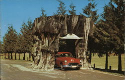 Giant Cedar Stump on Highway 99 Washington Postcard Postcard Postcard