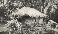 The Waioli Tea Room, Manoa Postcard