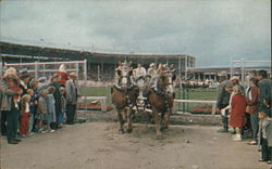 Western Washington Fair - Draft Horse Team Postcard