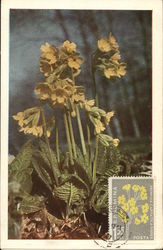 Primrose Flowers Postcard Postcard Postcard