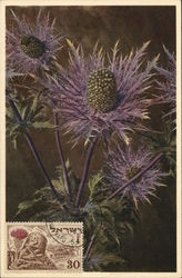 Eryngium Alpinem Flower Postcard