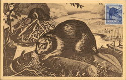 Canadian Beaver Postcard Postcard Postcard