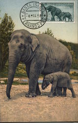 Pair of Elephants Spanish Guinea Maximum Cards Postcard Postcard Postcard