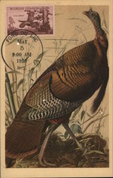 Wild Turkey Postcard Postcard Postcard