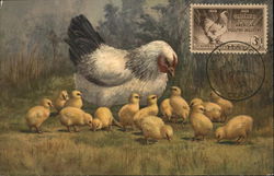 Hen with Baby Chicks Birds Postcard Postcard Postcard