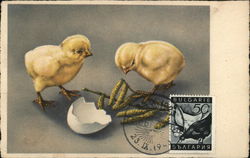 Two Baby Chicks Looking at Eggshell Postcard