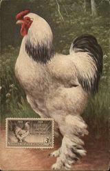 American Poultry Industry Stamp Stamp Postcards Postcard Postcard Postcard