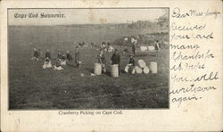 Cape Cod Souvenir - Cranberry Picking on Cape Cod Massachusetts Postcard Postcard Postcard