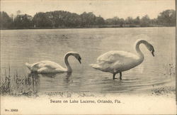 Swans on Lake Lucerne Postcard