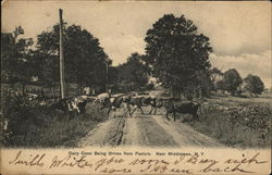 Dairy Cows being driven from Pasture Postcard