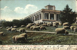 Mansion House & Flock of Sheep Postcard