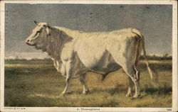 A Thoroughbred Cows & Cattle Postcard Postcard Postcard