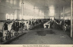 Where the Hollywood Milk is Produced. Postcard