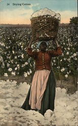 Drying Cotton Postcard