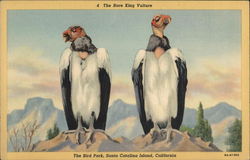 King Vultures, The Bird Park Santa Catalina Island, CA Postcard Postcard Postcard