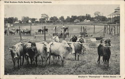 Wild Brahma Bulls Ready for Bucking Contests Postcard