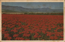 Field of Poinsettias San Onofre, CA Postcard Postcard Postcard