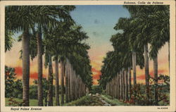 Royal Palms Avenue Havana, Cuba Postcard Postcard Postcard