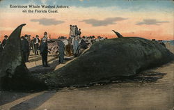 Enormous Whale Washed Ashore on the Florida Coast Postcard Postcard Postcard