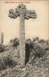 Giant Cactus - An Arizona Wonder Cactus & Desert Plants Postcard Postcard Postcard