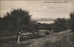 White Lake Through the Apple Orchard Postcard