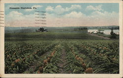 Pineapple Plantations Florida Postcard Postcard Postcard