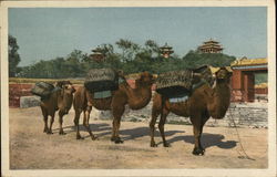 Camels Packing Coal at Coal Hill Peking, China Postcard Postcard Postcard