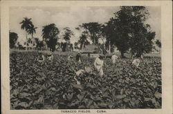 Tobacco Fields Cuba Postcard Postcard Postcard