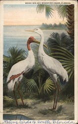 Wood Ibis and Whooping Crane Postcard