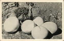 A New Arrival at Cawston Ostrich Farm South Pasadena, CA Postcard Postcard Postcard