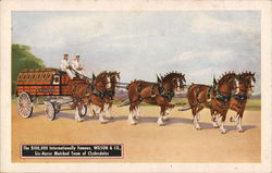 Wilson & Co. Six-Horse Clydesdale Team Chicago, IL Postcard Postcard Postcard