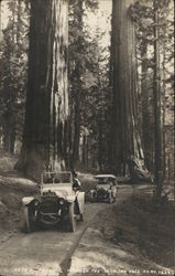 Automobiles on Narrow Road Near Giant Trees Postcard