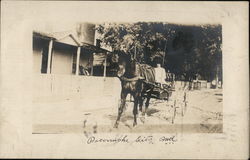 Woman Driving Buggy with One Horse Pocomoke City, MD Postcard Postcard Postcard