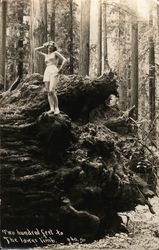 Woman Posing Provocatively on Huge Tree Postcard