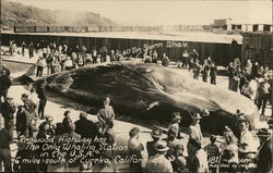 Redwood Highway Whaling Station - 60 ton Sperm Whale Eureka, CA Postcard Postcard Postcard