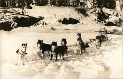 Team of Huskies Attached to Sled in the Snow Postcard