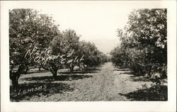 Rows of Lemon Trees Laden with Fruit Postcard