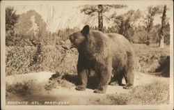 Bear in Yosemite National Park Postcard