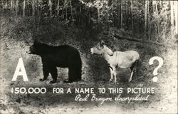 A (Bear) (Donkey) Postcard