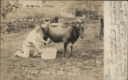 Man Milking Cow in Field Farming Postcard Postcard Postcard