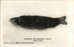 Hicken's Fur Bearing Trout, Iceberg Lake Postcard