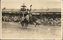 Cowboy Atop Bucking Horse with Large Rodeo Crowd Postcard