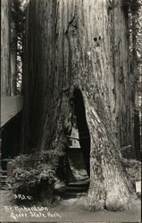 Opening with Steps Inside Huge Tree Trunk Postcard